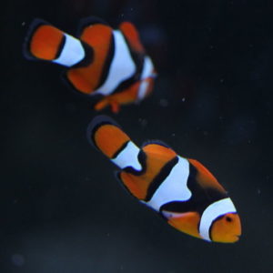 poissons-clowns