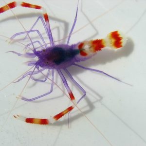 crevettes