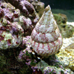 escargots/chitons