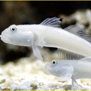 blennies
