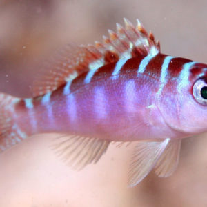 serrans