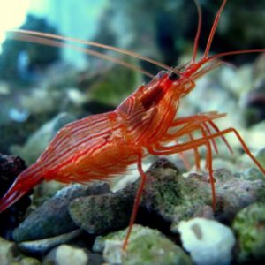 crevettes
