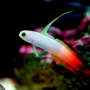 poissons-flechettes