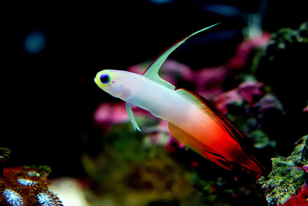 poissons-flechettes