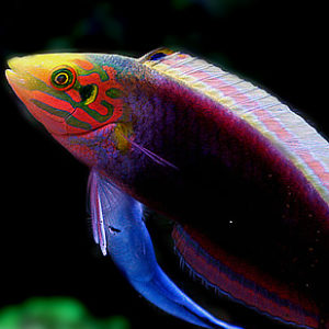 poissons