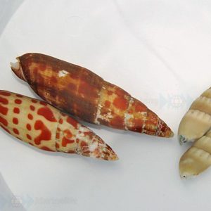 escargots/chitons