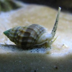 escargots/chitons