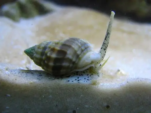 escargots/chitons