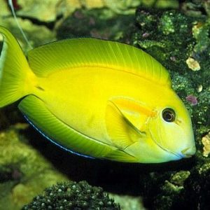 poissons-chirurgiens