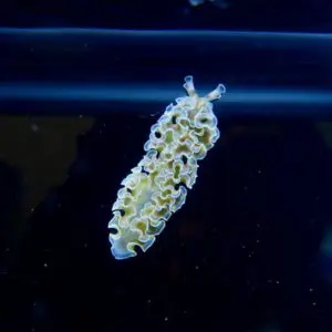 limaces/nudibranches