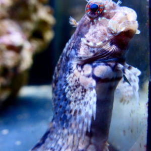 blennies