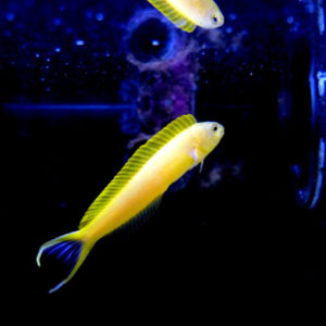 blennies