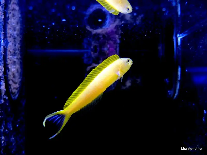 blennies