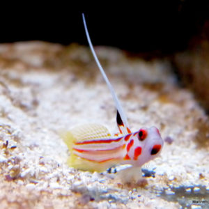gobies