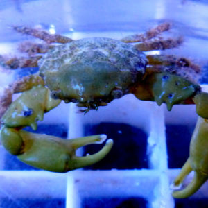 crabes