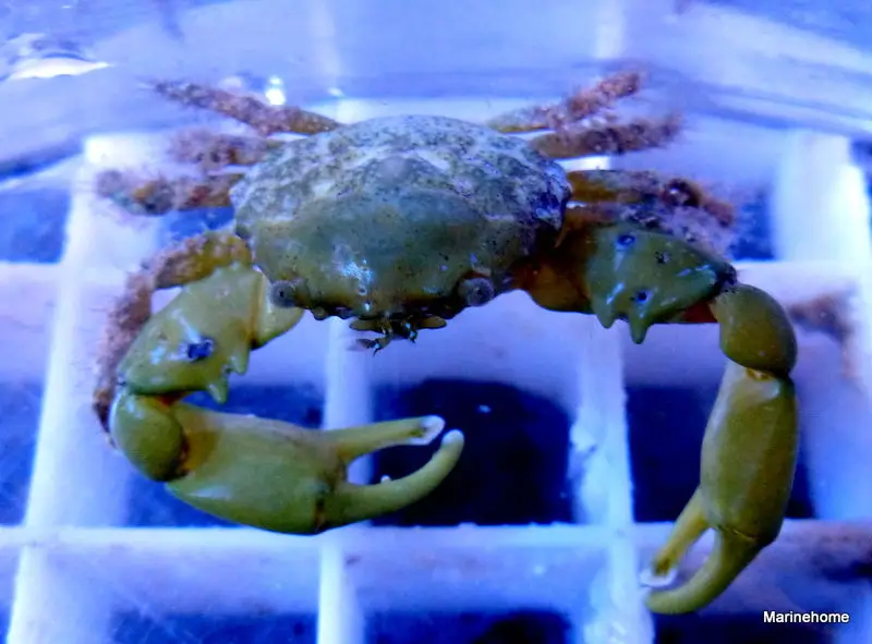 crabes