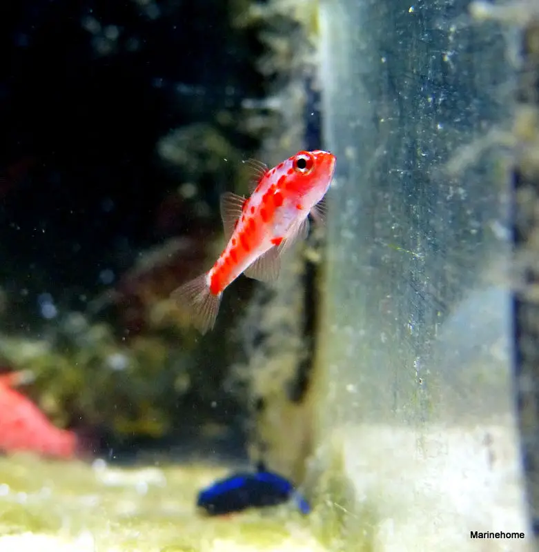 gobies
