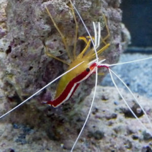 crevettes