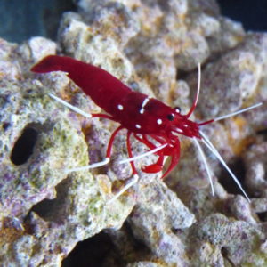 crevettes