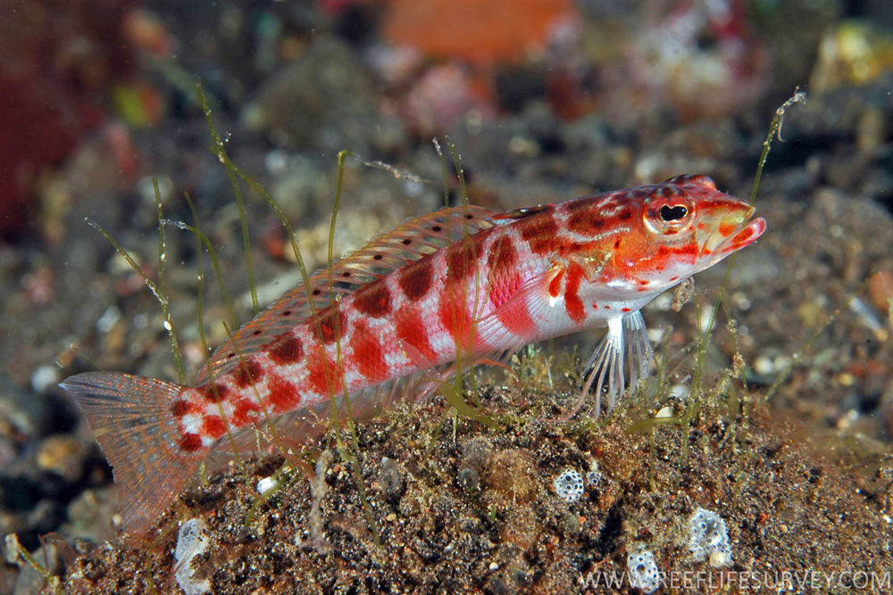 perche de sable perche de sable