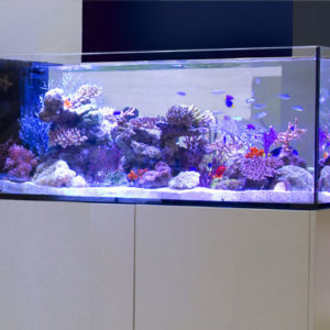 Aquariums