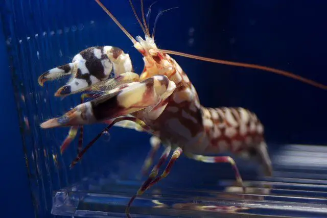crevettes