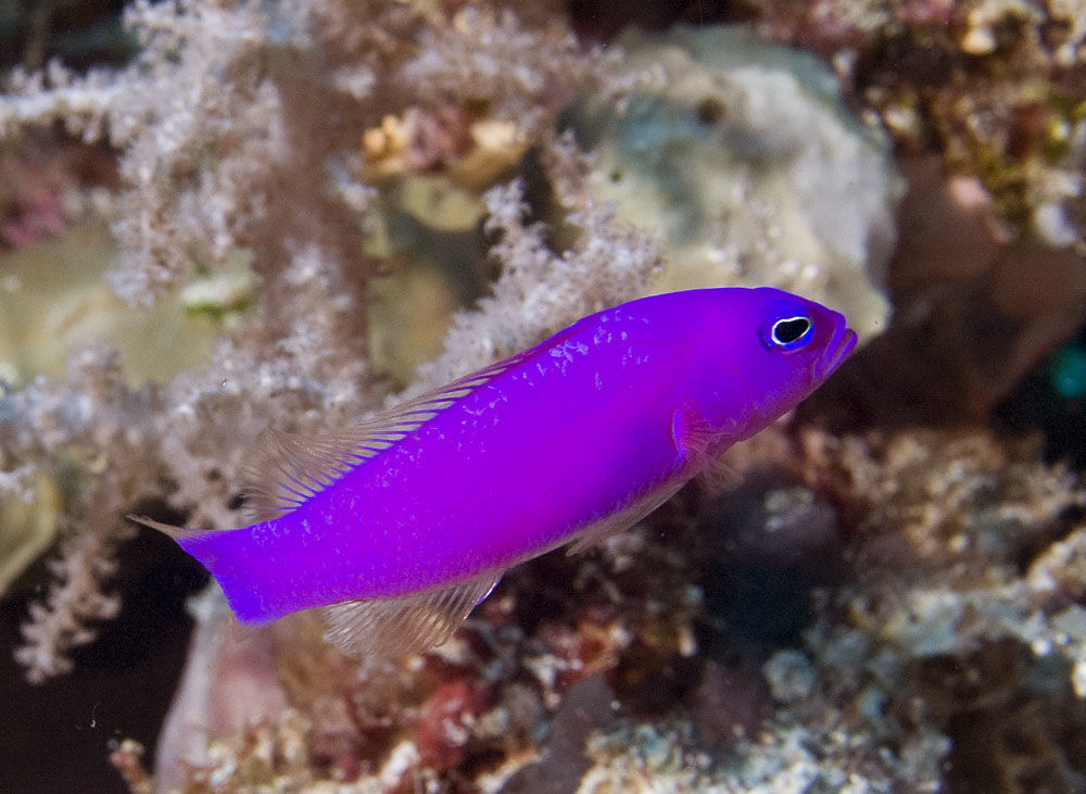pseudochromis