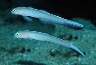 poissons-flechettes