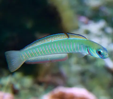 poissons-flechettes