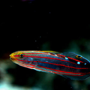 gobies