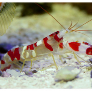 crevettes