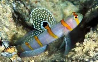 gobies