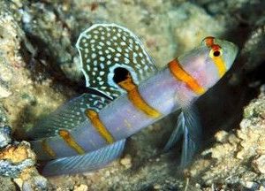 gobies