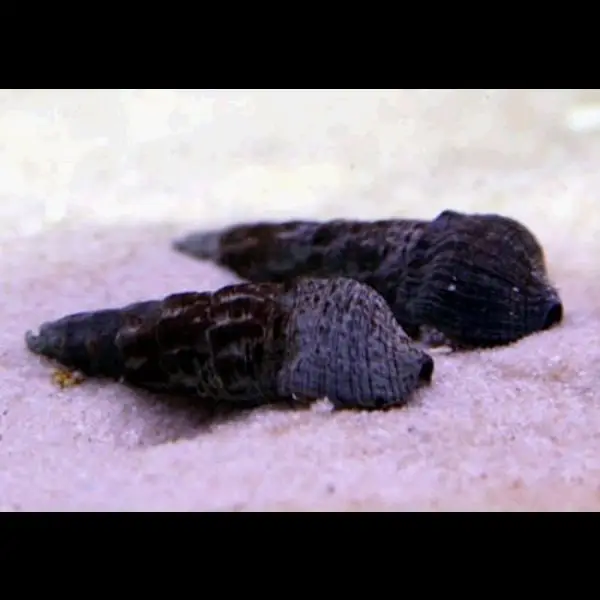 escargots/chitons