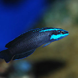 pseudochromis