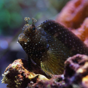 blennies