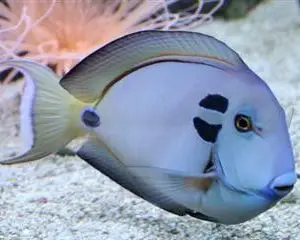 poissons-chirurgiens