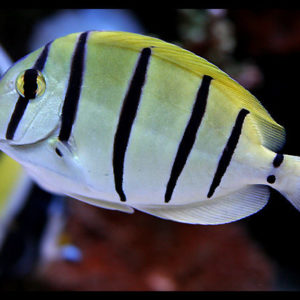 poissons-chirurgiens