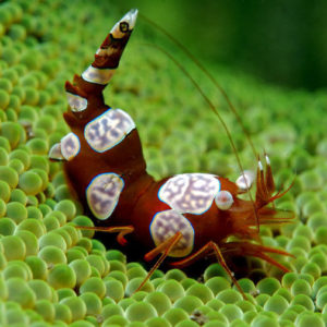 crevettes