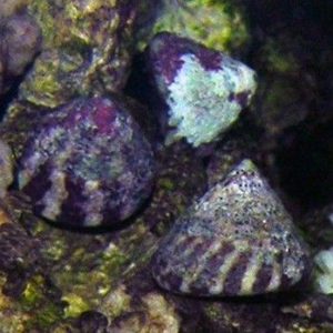 escargots/chitons