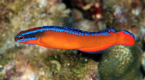 pseudochromis aldabraensis elevage MarineHome