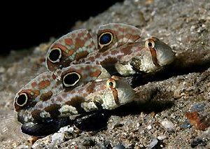 gobies