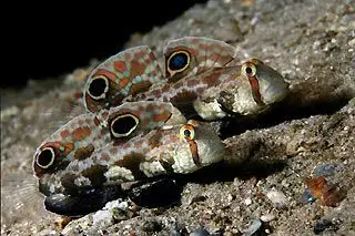 gobies