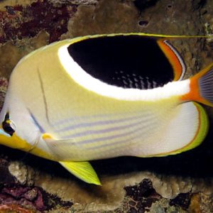 poissons-papillons