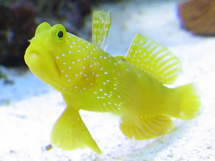 gobies