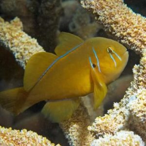 gobies