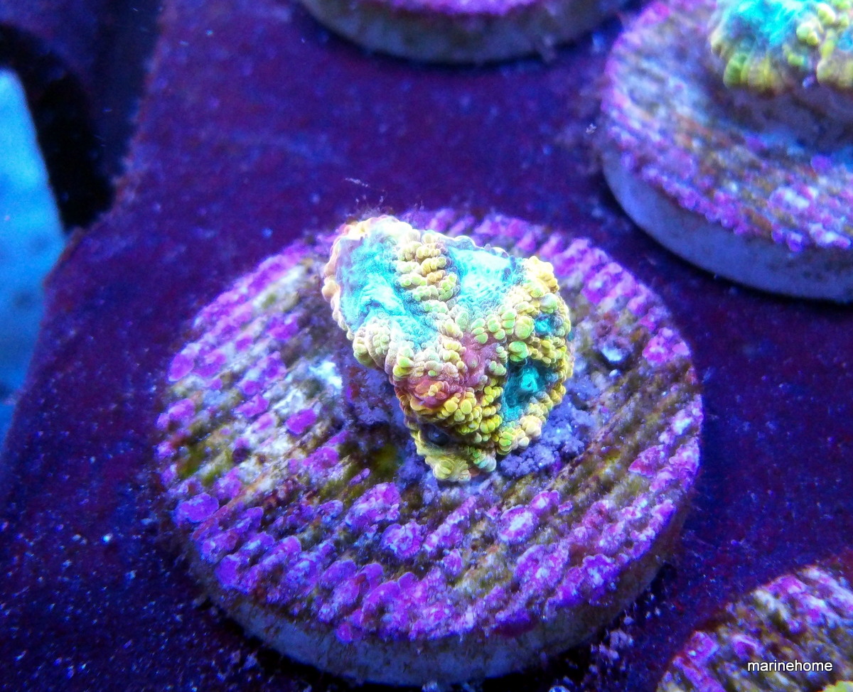 KODAK Digital Still Camera