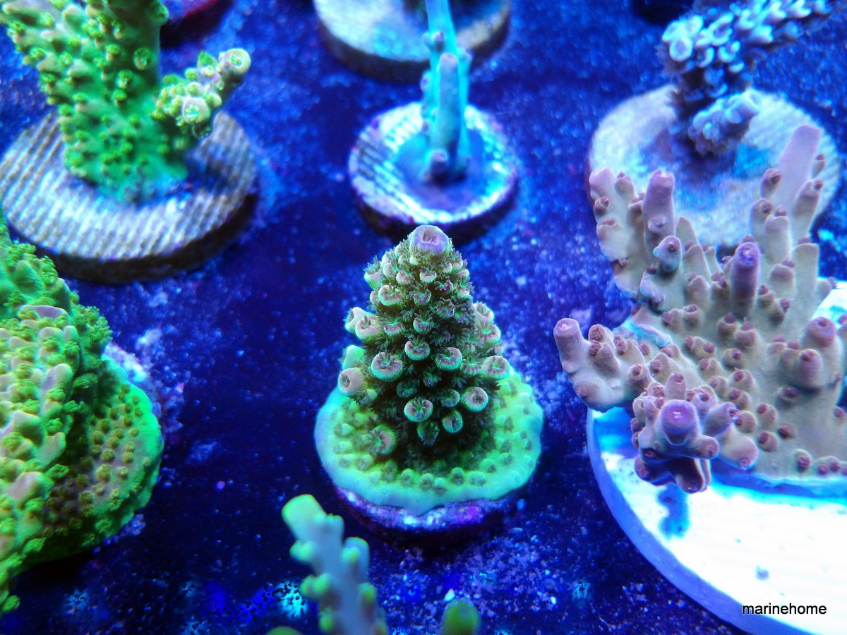 KODAK Digital Still Camera