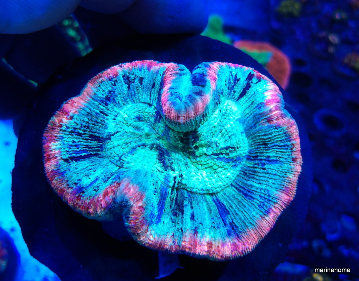 KODAK Digital Still Camera