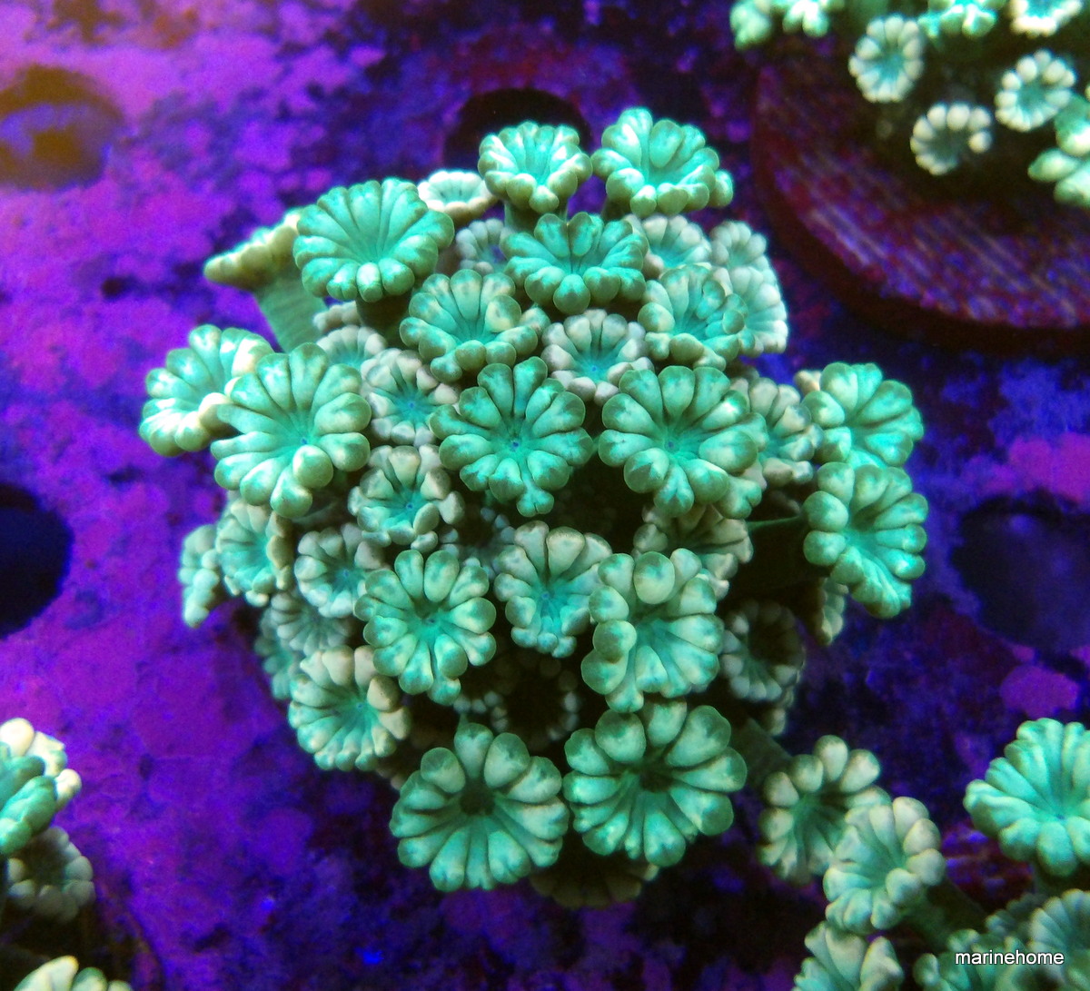 KODAK Digital Still Camera